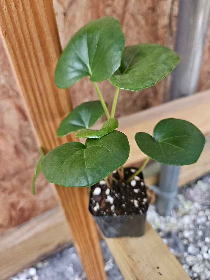 Tractor Seat Plant