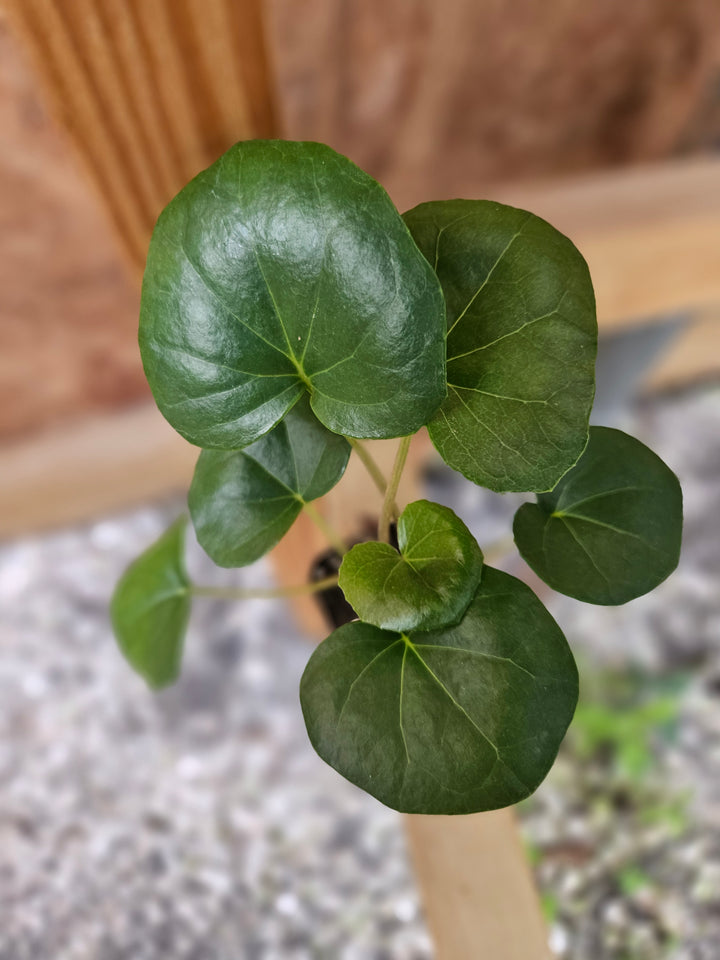 Tractor Seat Plant