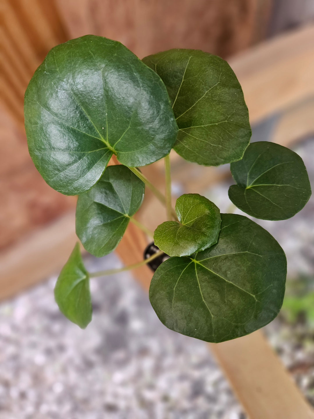 Tractor Seat Plant