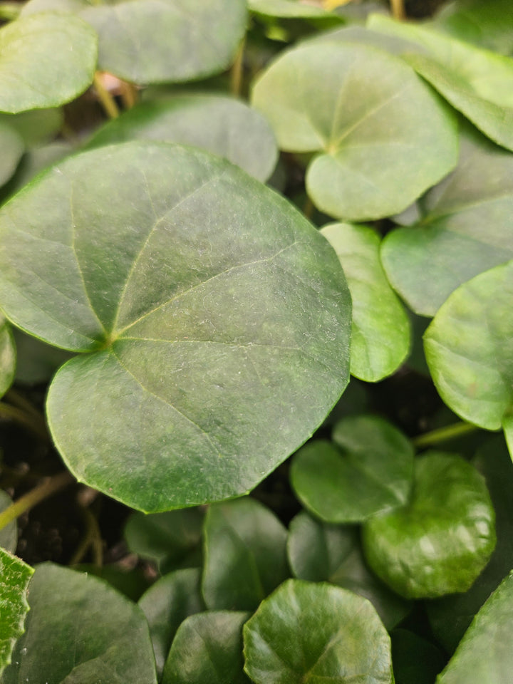 Tractor Seat Plant