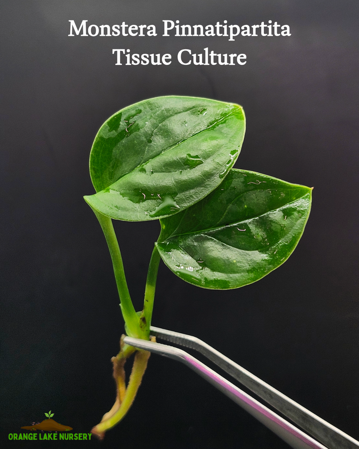 Monstera Pinnatipartita Tissue Culture