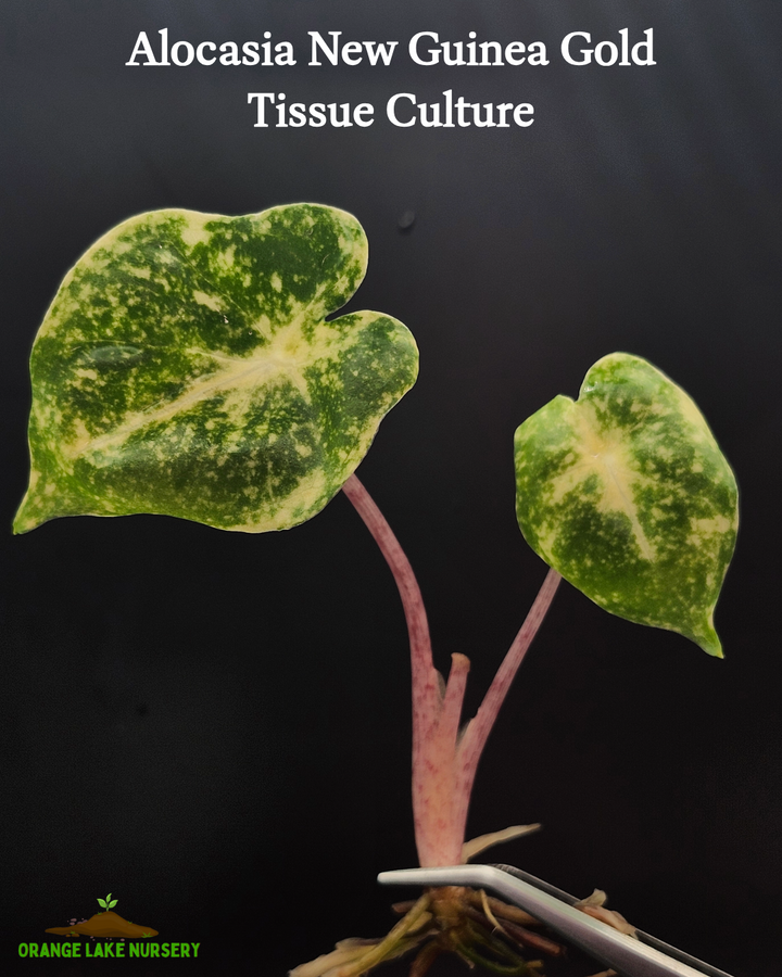 Alocasia New Guinea Gold Tissue Culture