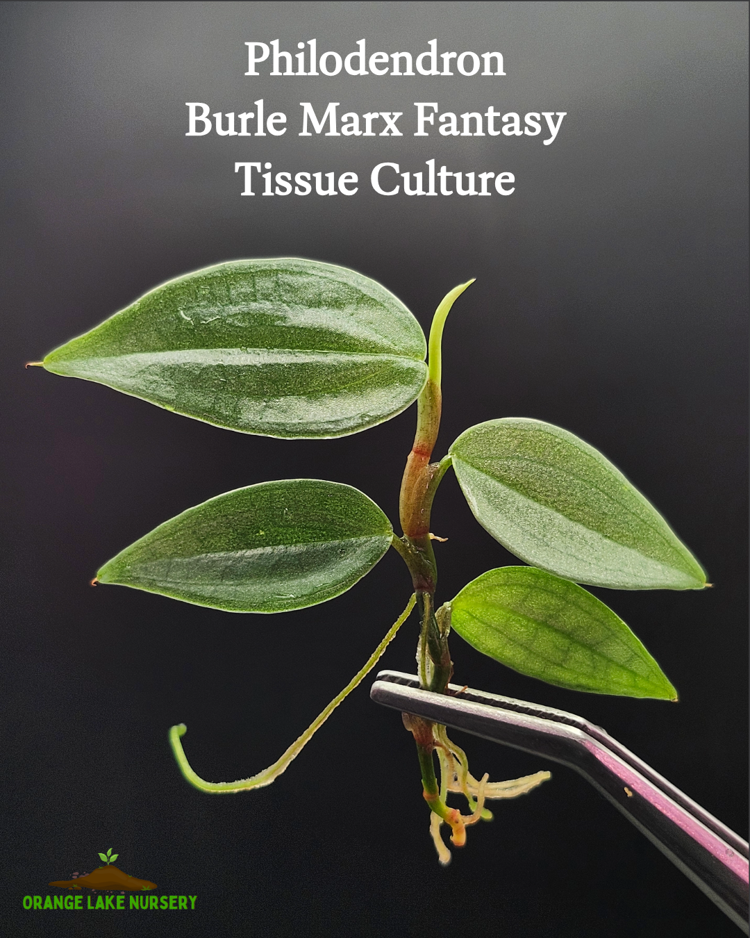Philodendron Burle Marx Fantasy Tissue Culture