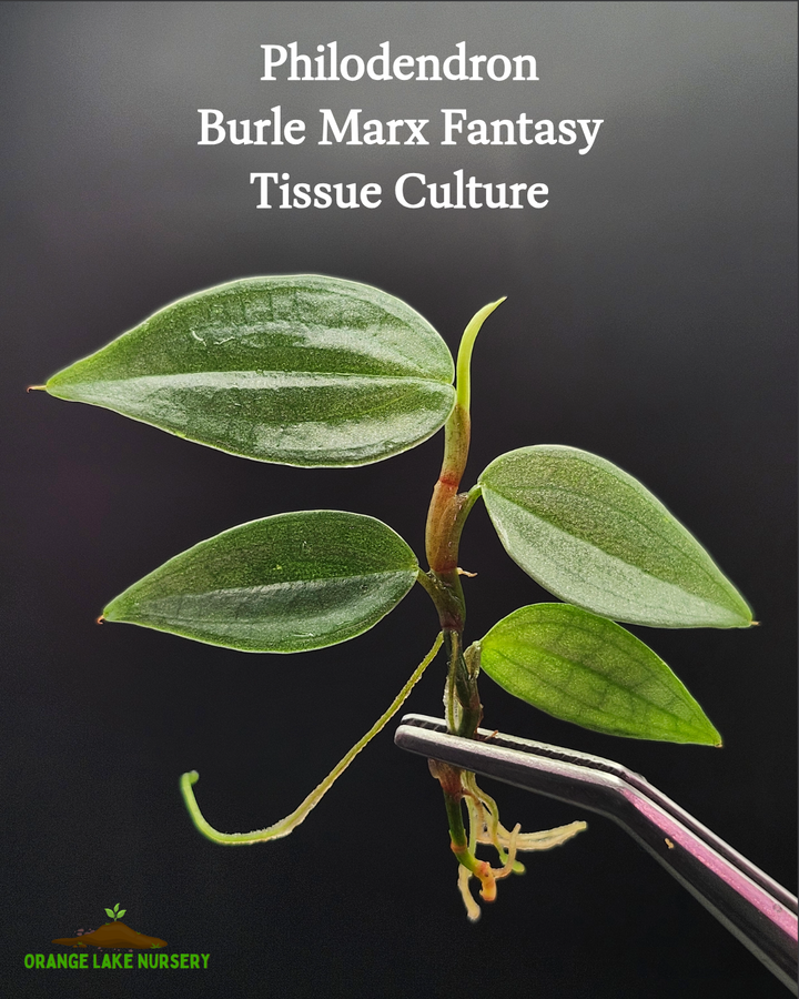 Philodendron Burle Marx Fantasy Tissue Culture