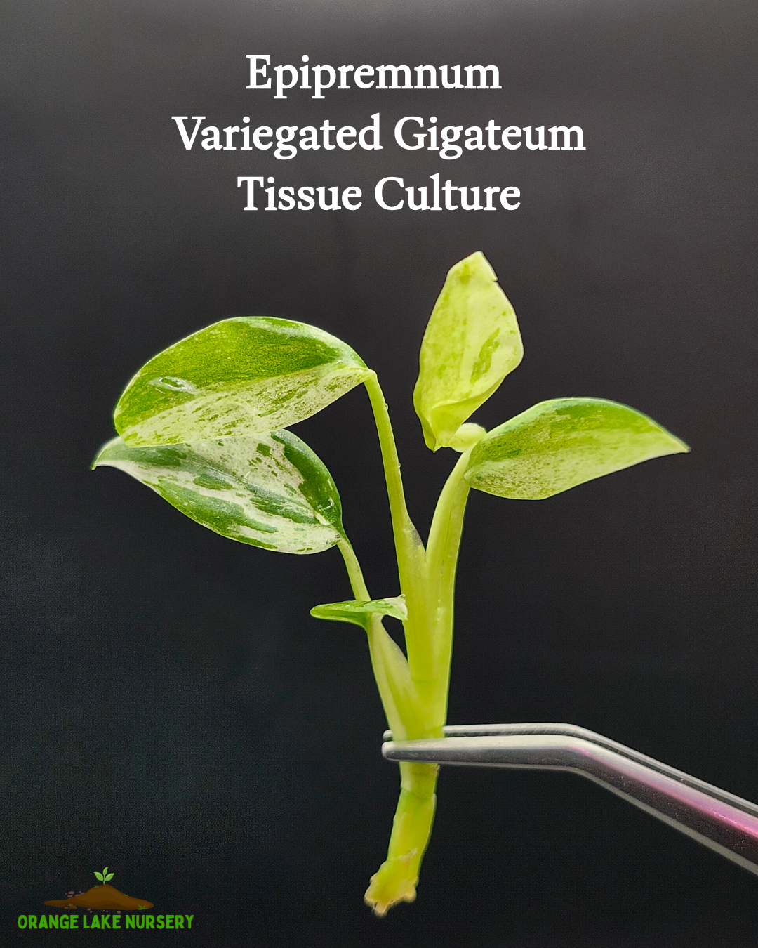 Epipremnum Variegated Giganteum Tissue Culture