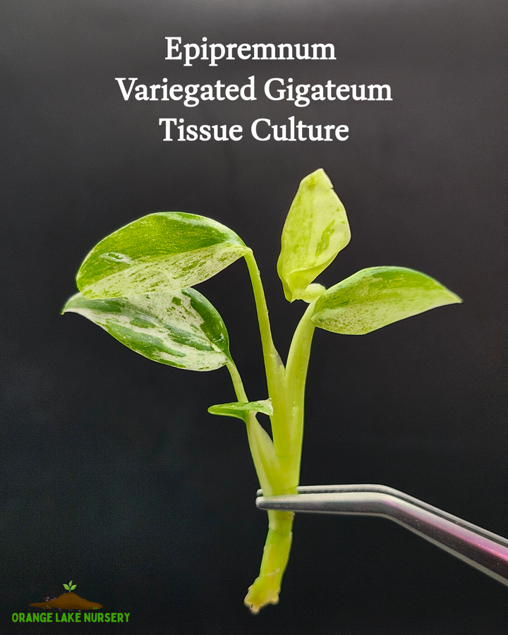 Epipremnum Variegated Giganteum Tissue Culture