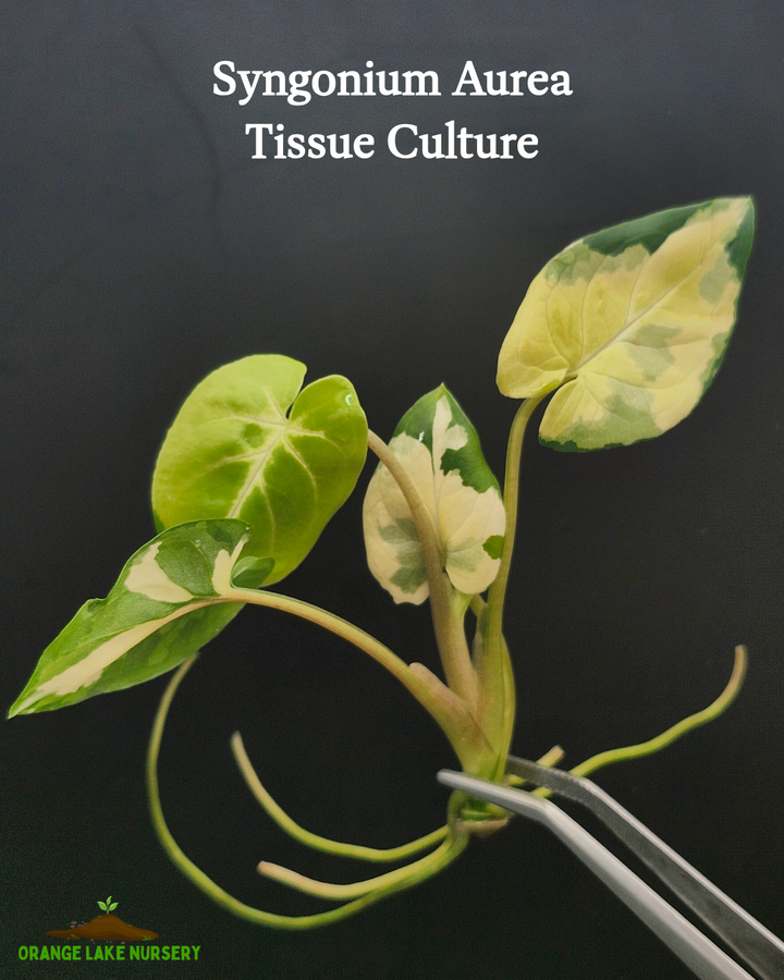 Syngonium Aurea Tissue Culture