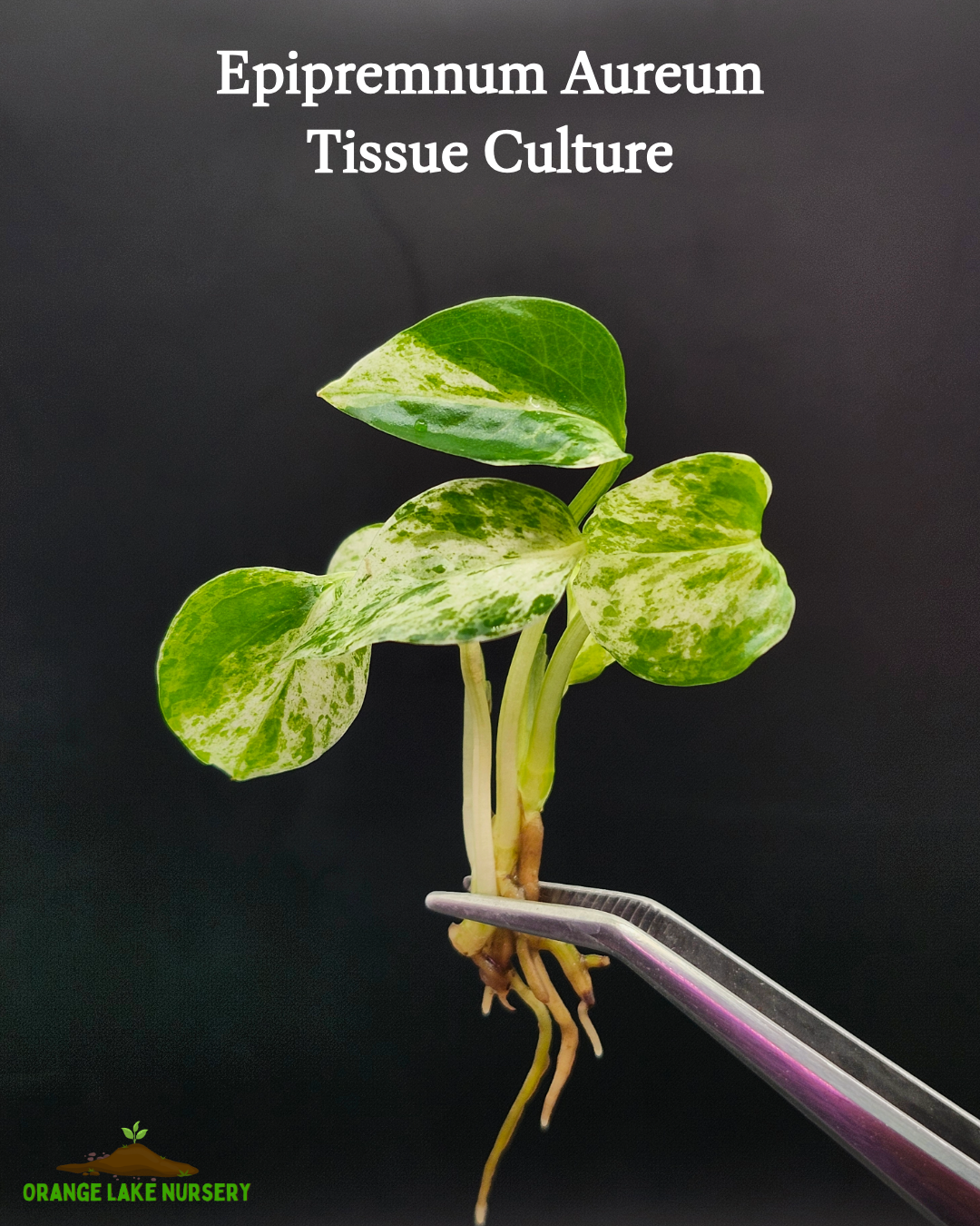 Epipremnum Aureum Tissue Culture
