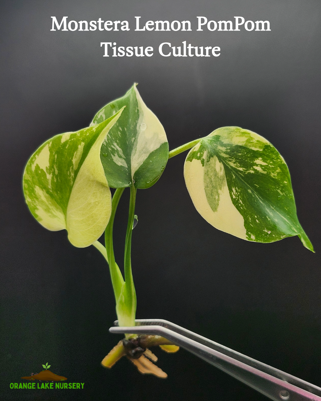 Monstera Lemon Pom Pom Tissue Culture