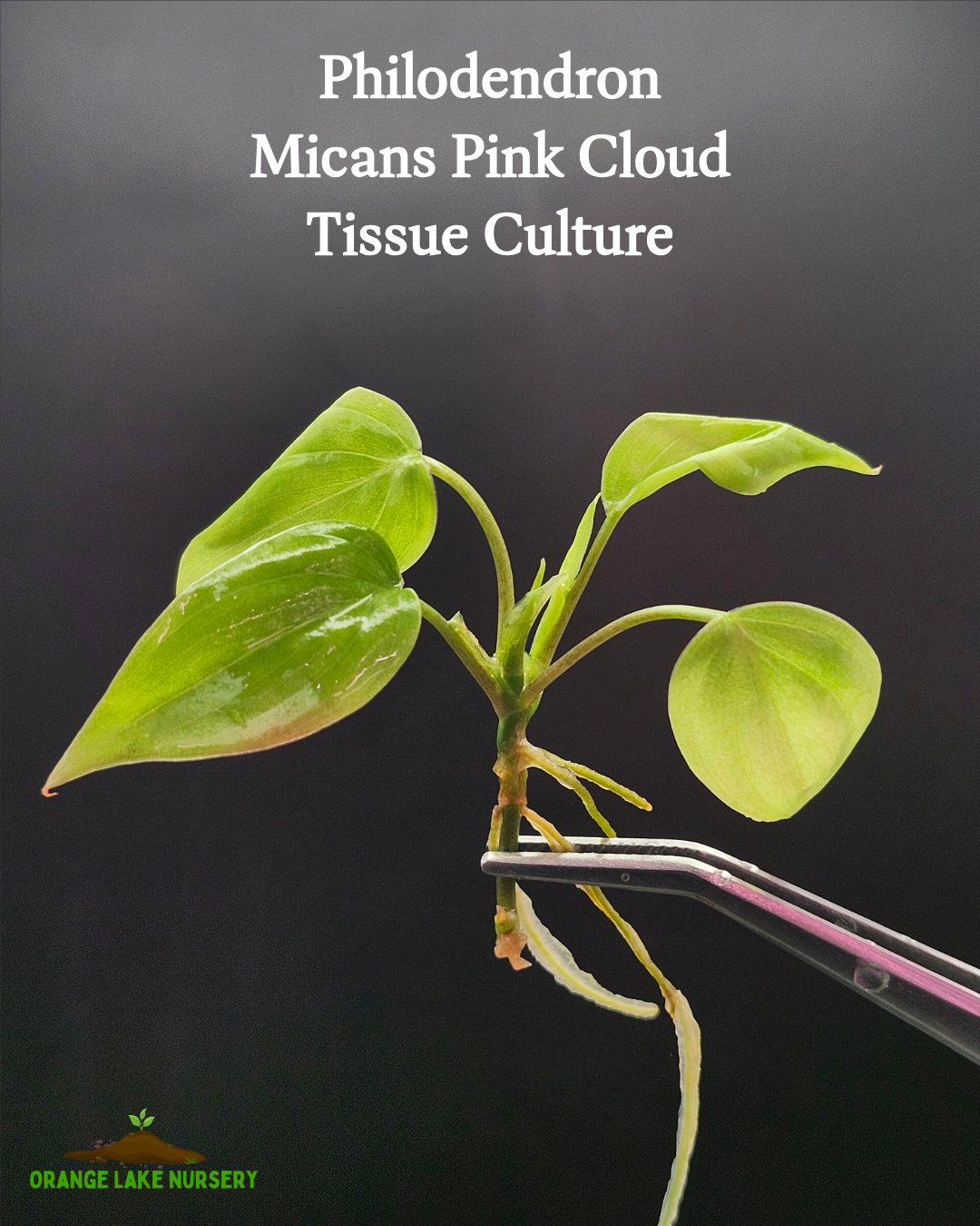 Philodendron Micans Pink Cloud Tissue Culture