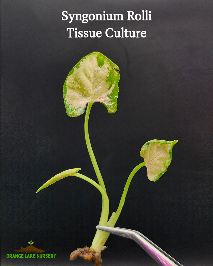 Syngonium Pink Rolli Tissue Culture