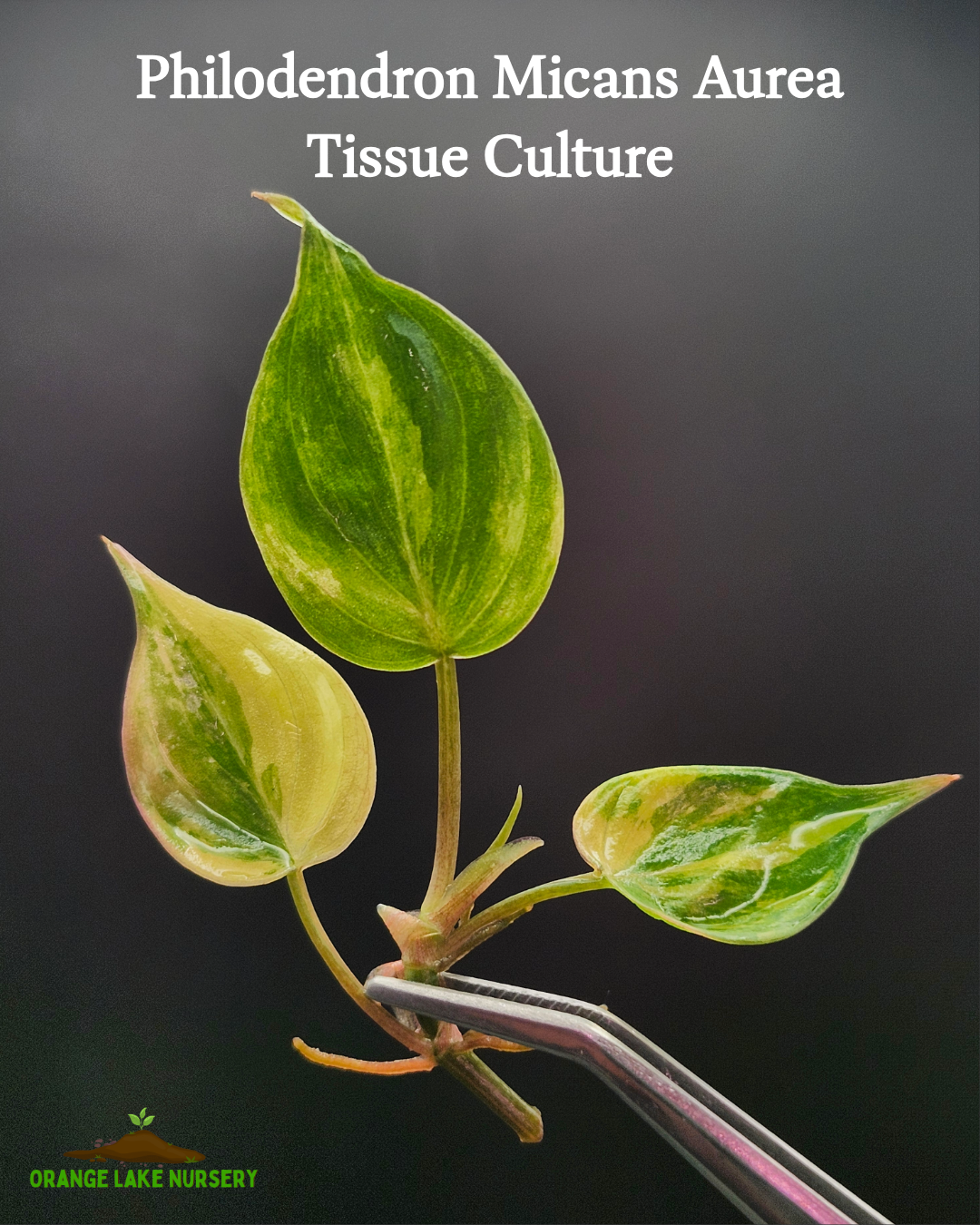 Philodendron Micans Aurea Tissue Culture