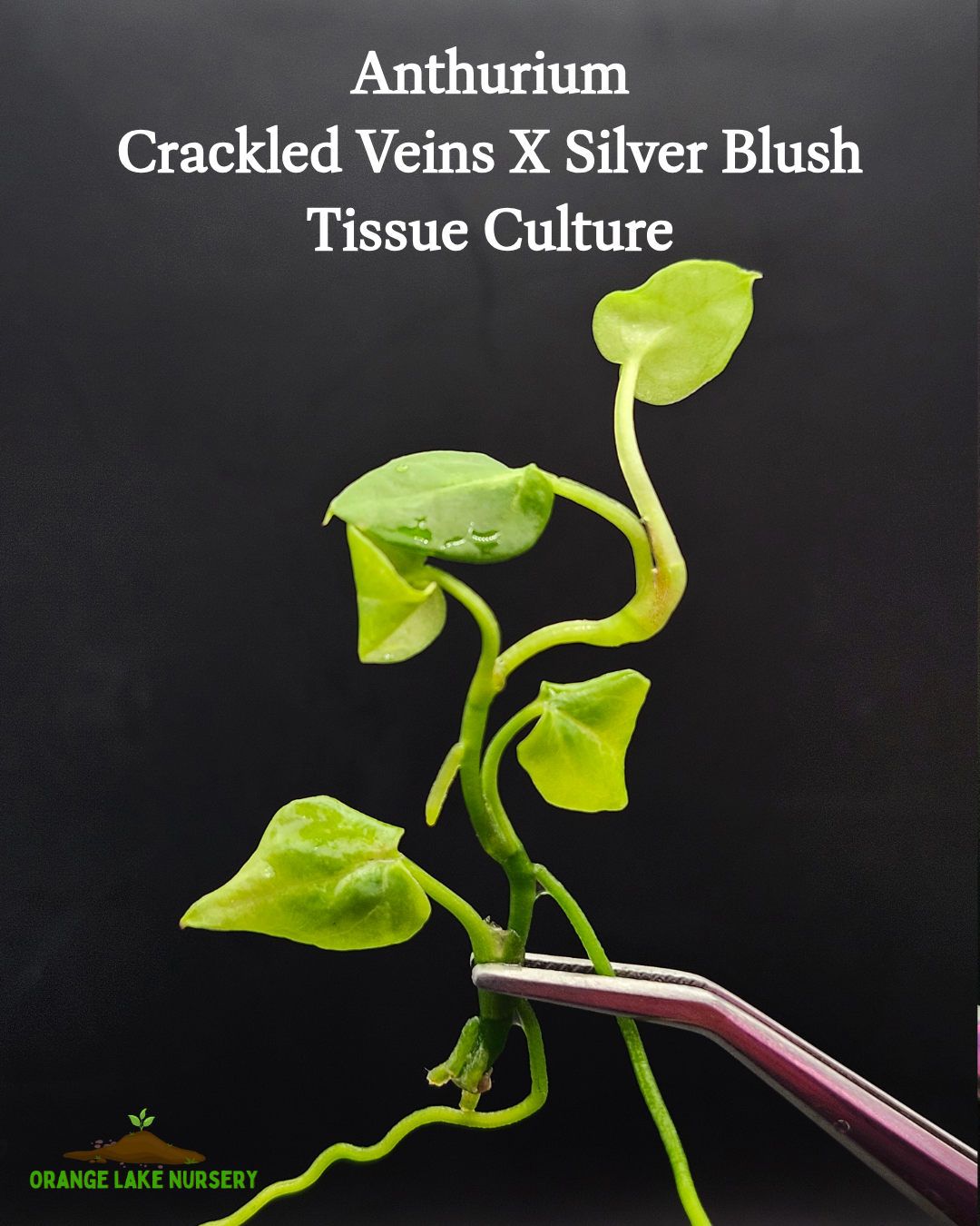 Anthurium Crackled Veins X Silver Blush Tissue Culture