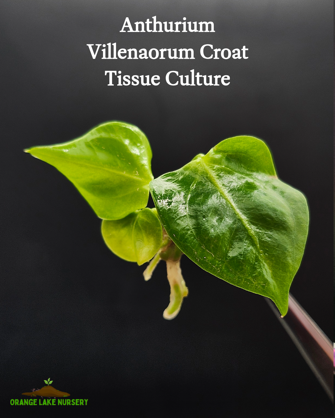 Anthurium Villenaorum Croat Tissue Culture