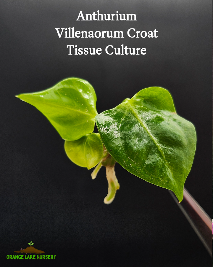 Anthurium Villenaorum Croat Tissue Culture
