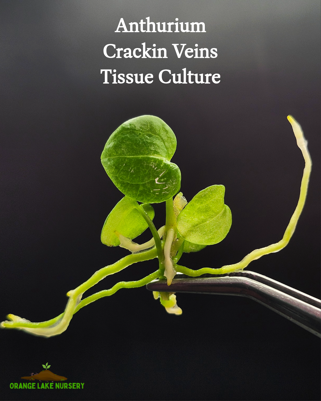 Anthurium Crackin Veins Tissue Culture