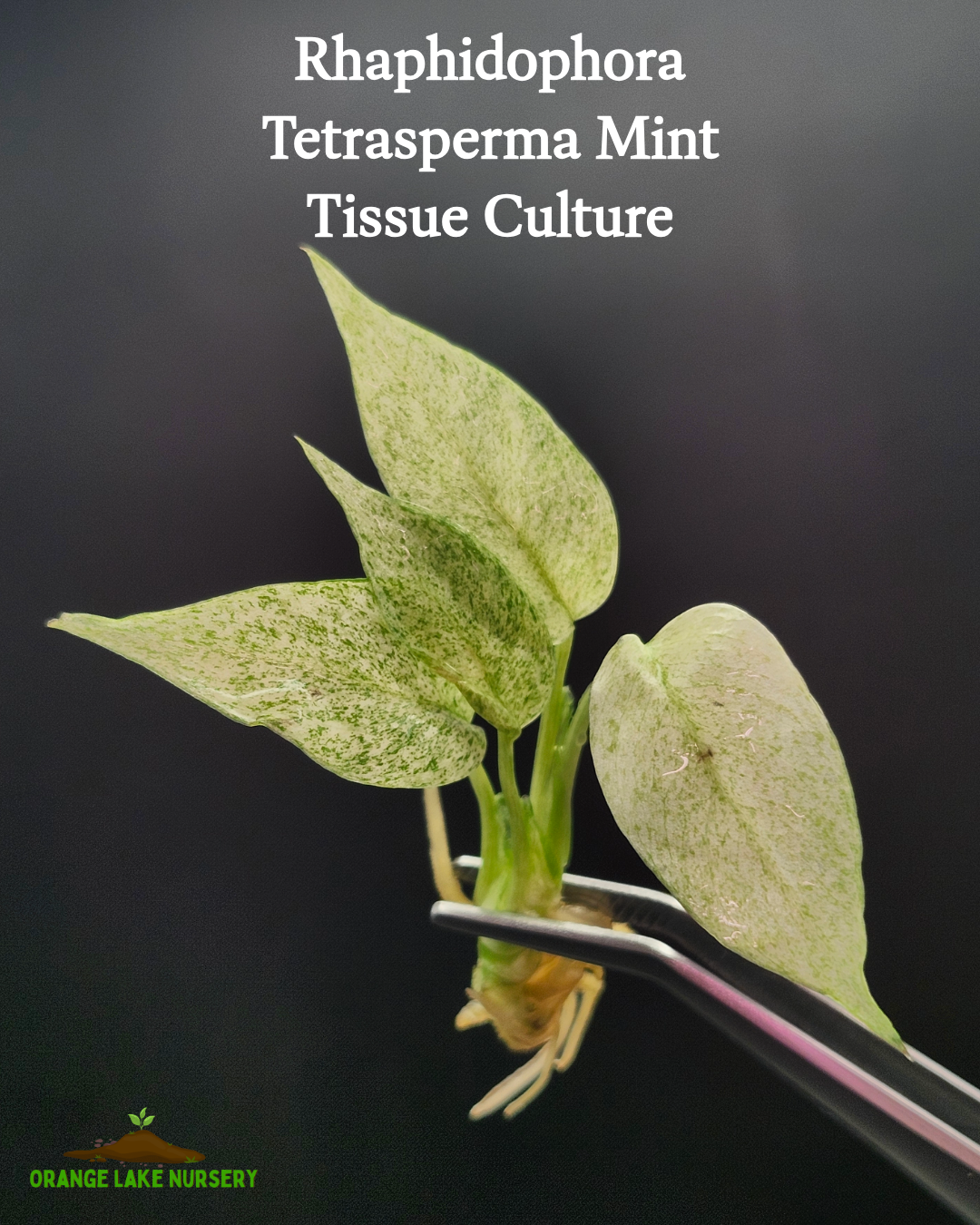 Rhaphidophora Tetrasperma Mint Tissue Culture