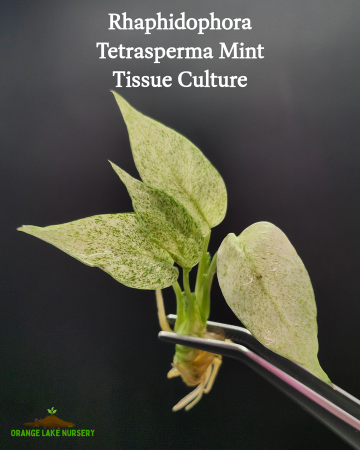 Rhaphidophora Tetrasperma Mint Tissue Culture