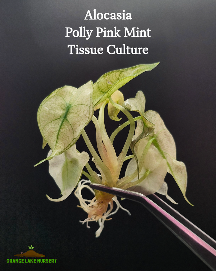 Alocasia Polly Pink Mint Tissue Culture