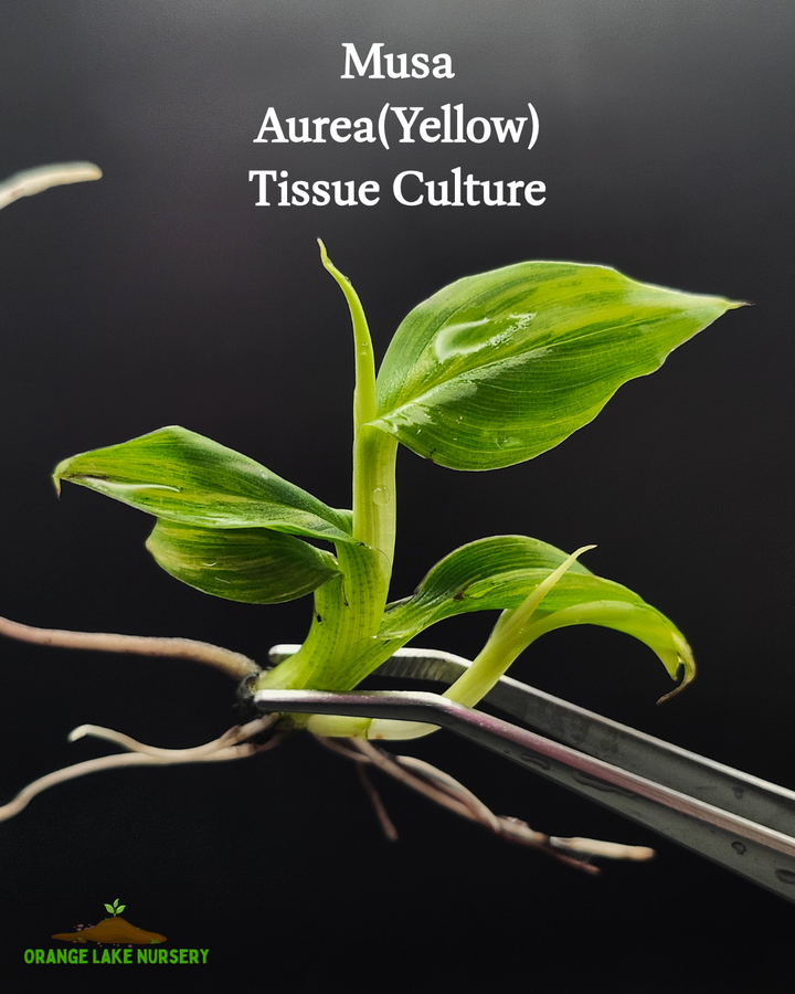 Musa Aurea Tissue Culture