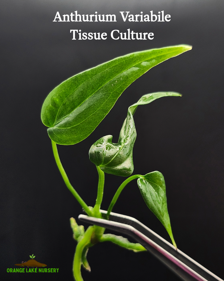 Anthurium Variabile Tissue Culture