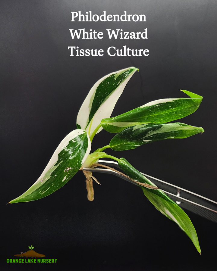 Philodendron White Wizard Tissue Culture