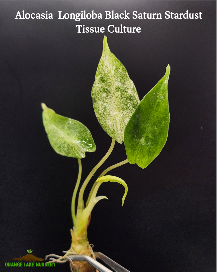 Alocasia Longilobia Black Saturn Stardust Tissue Culture