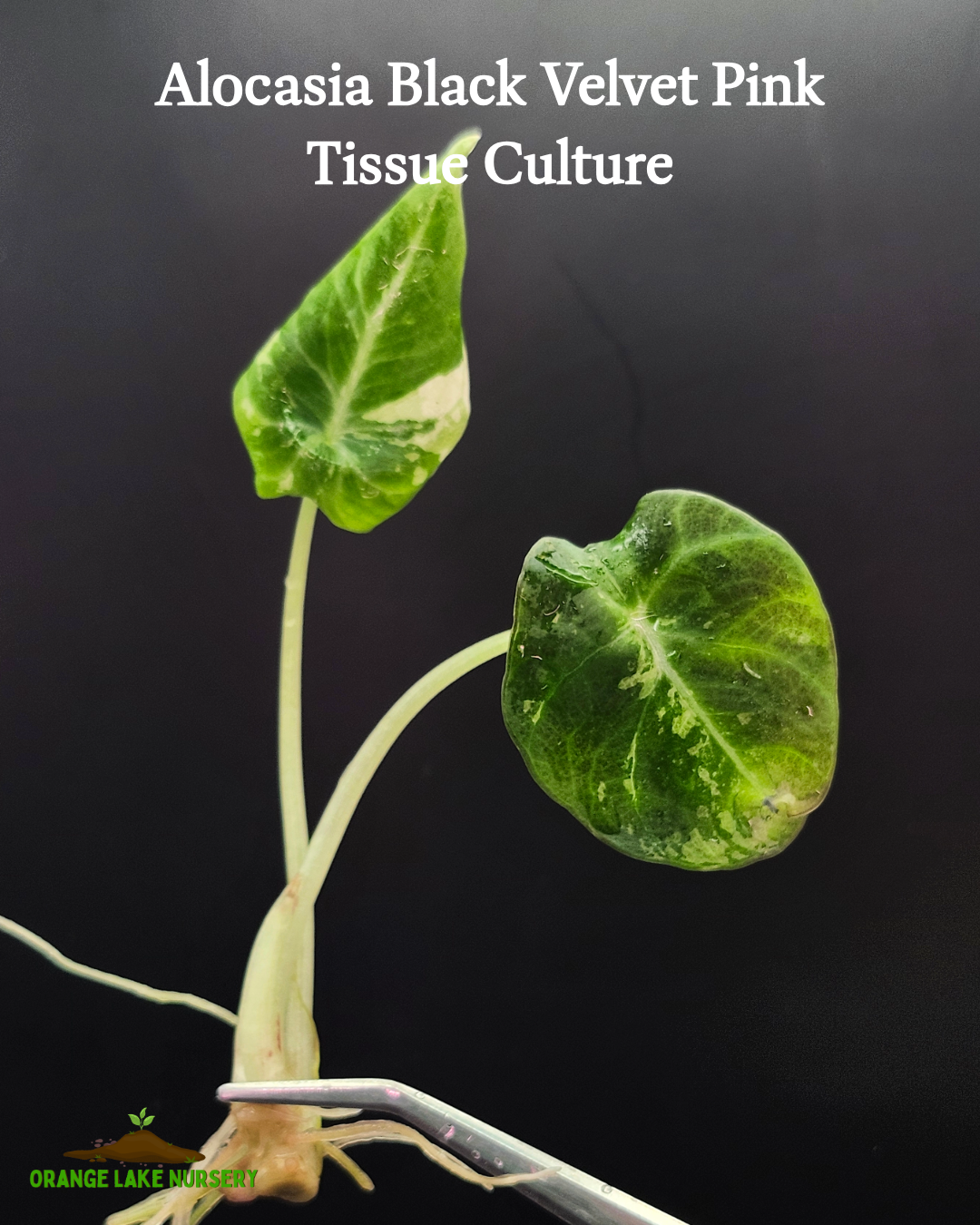 Alocasia Black Velvet Pink Tissue Culture