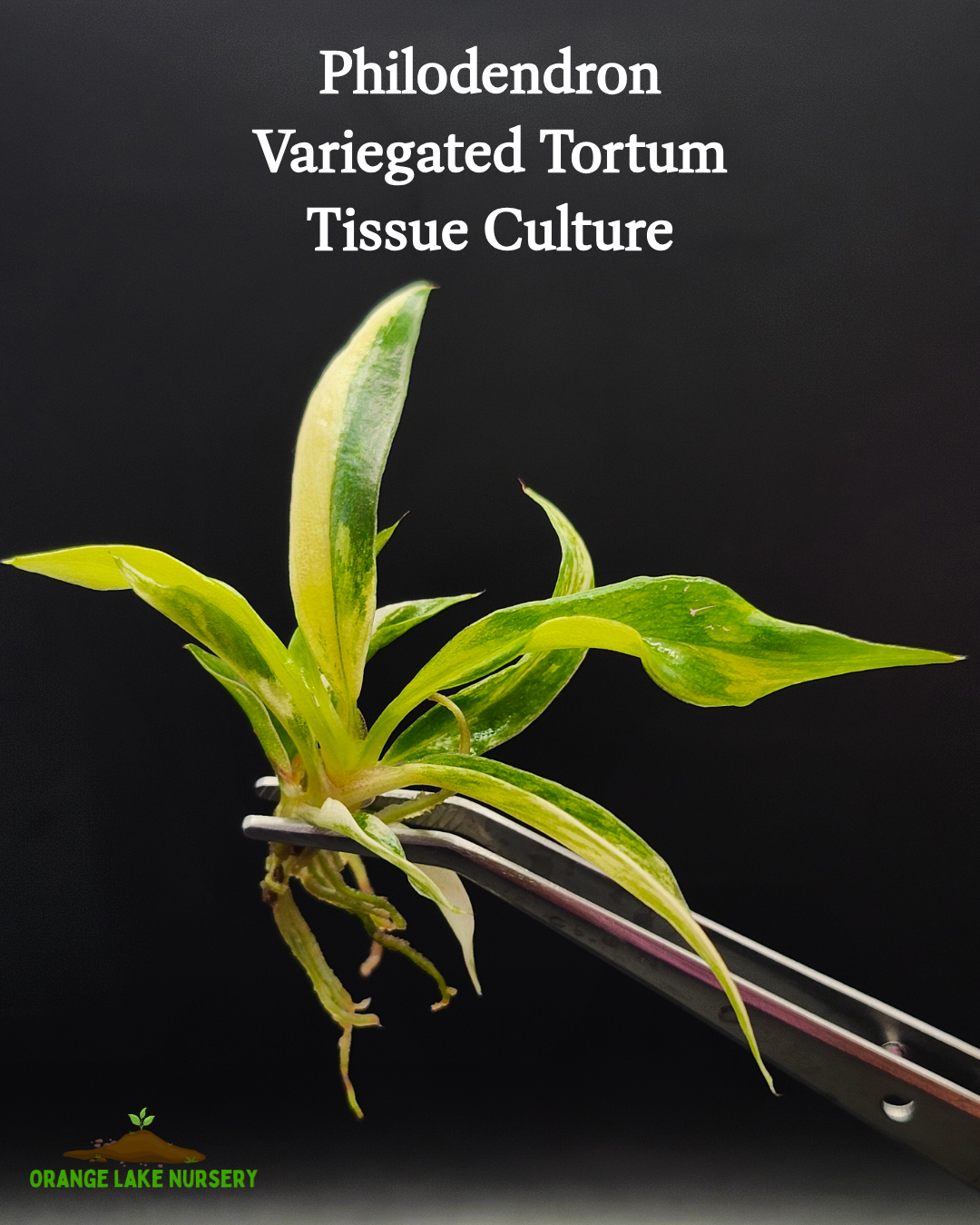 Philodendron Variegated Tortum Tissue Culture