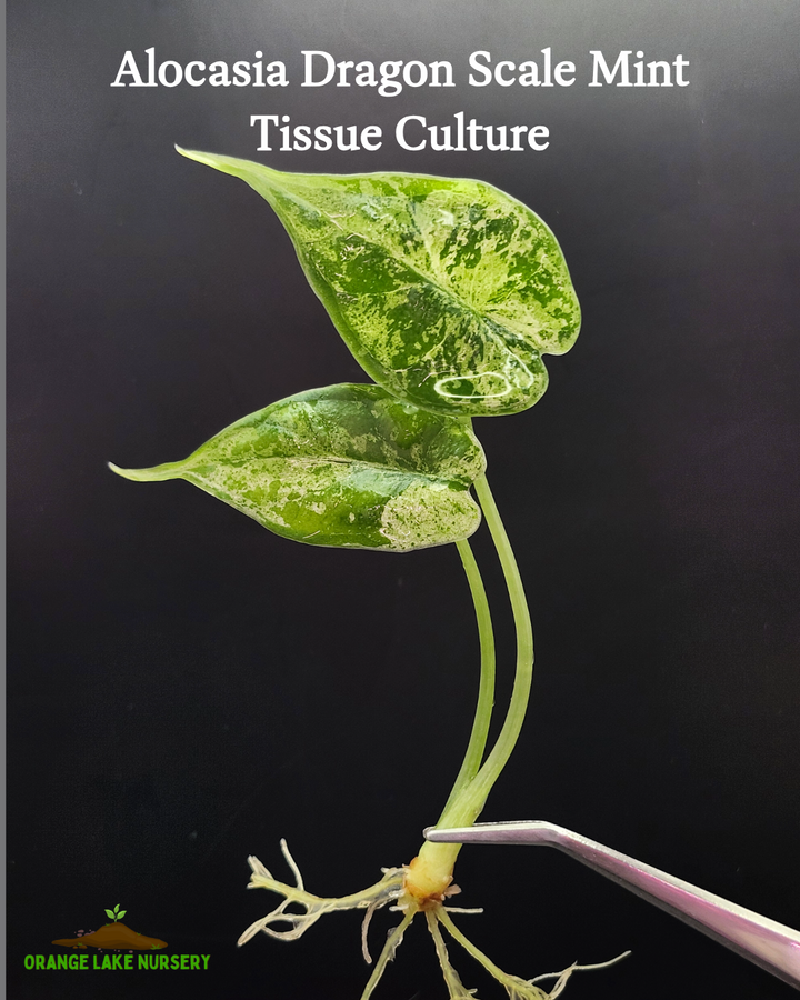 Alocasia Dragon Scale Mint Tissue Culture