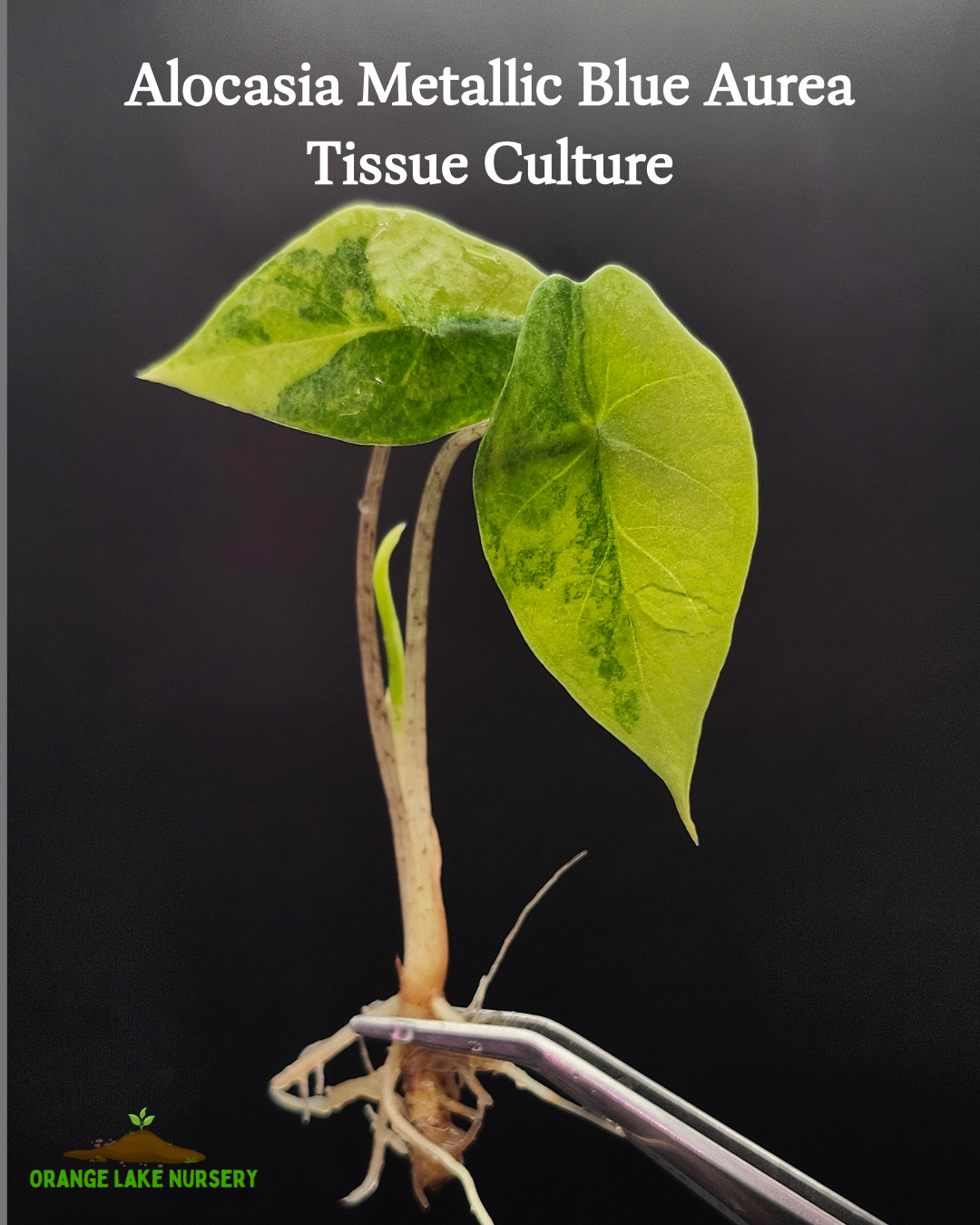 Alocasia Metallic Blue Aurea Tissue Culture