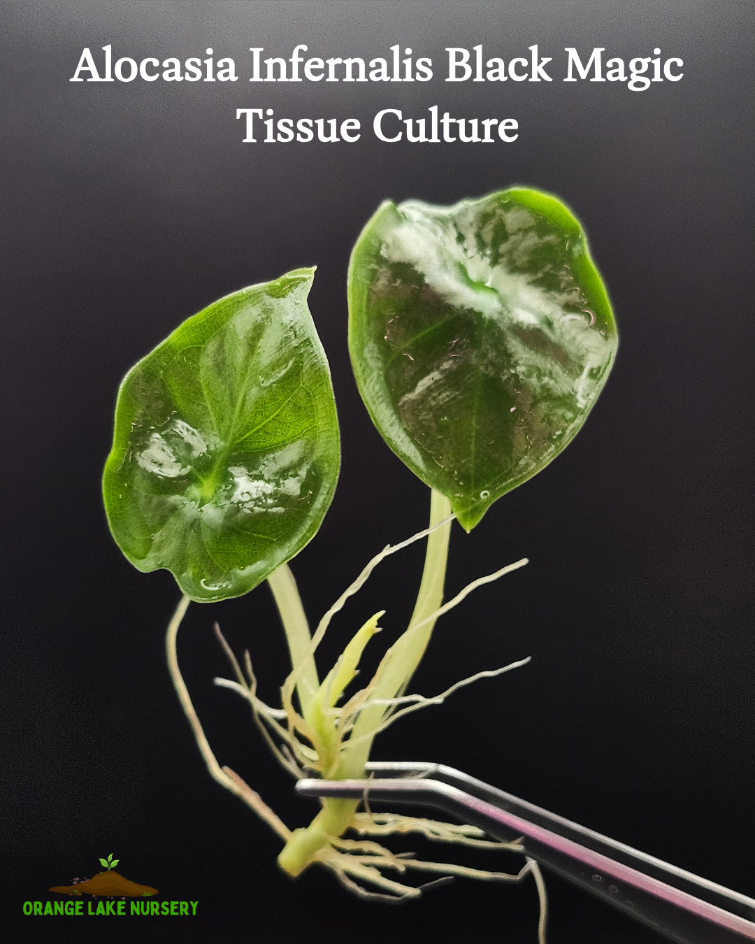 Alocasia Infernalis Black Magic Tissue Culture