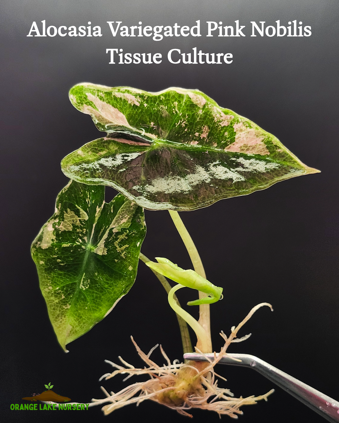 Alocasia Variegated Pink Nobilis Tissue Culture
