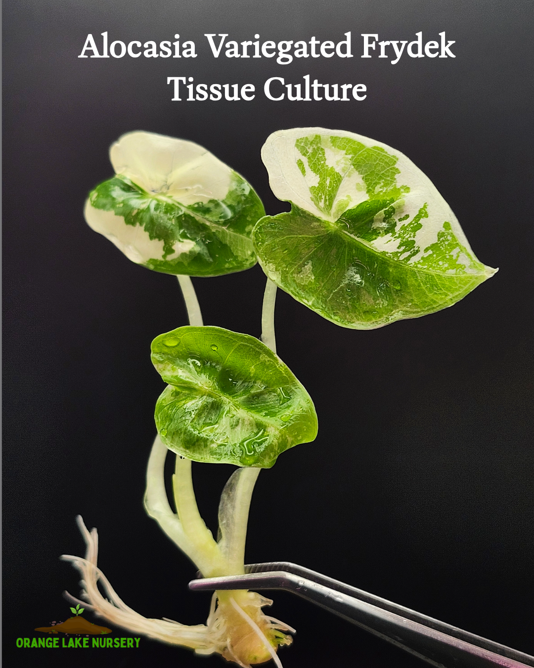 Alocasia Variegated Frydek Tissue Culture