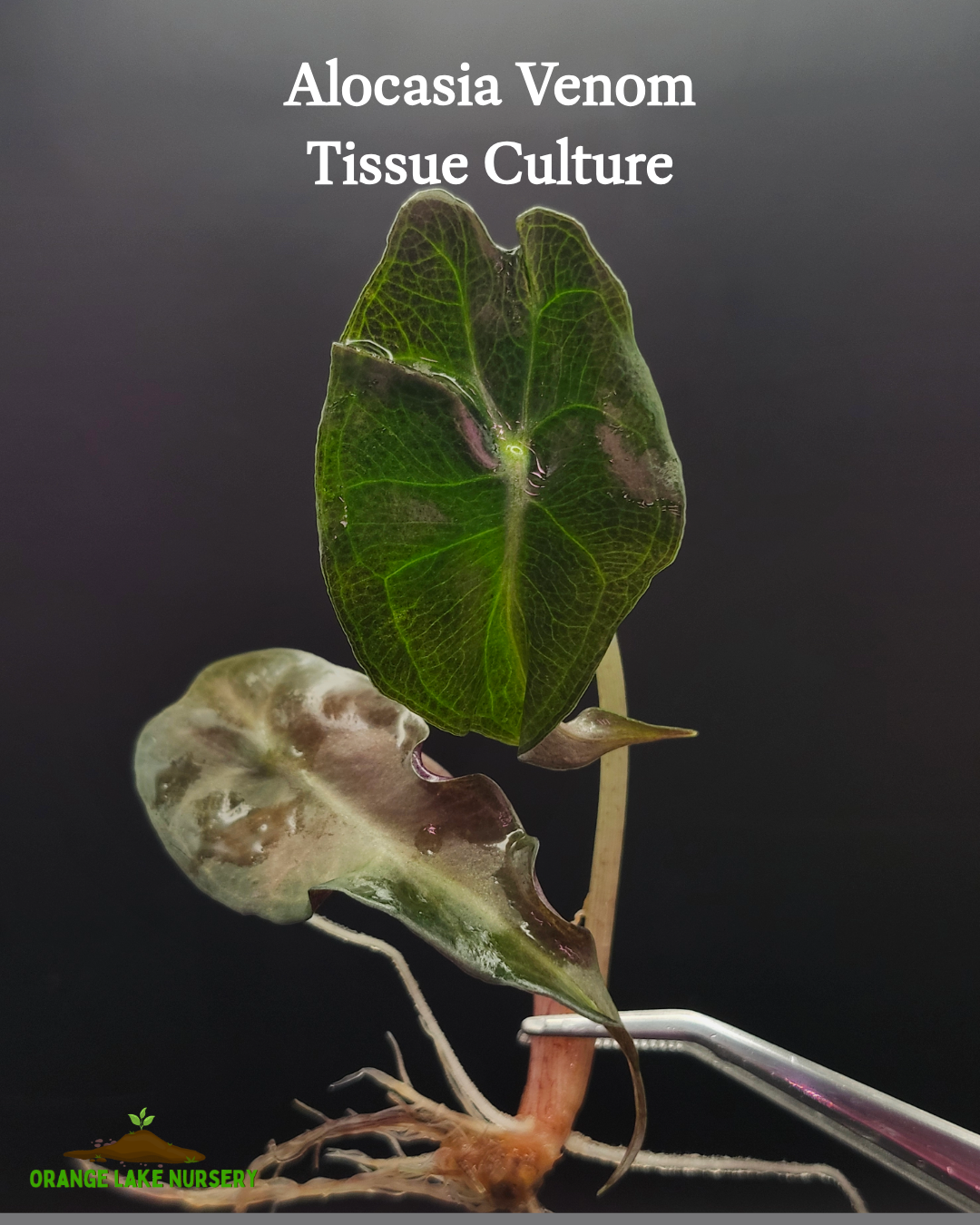 Alocasia Venom Tissue Culture