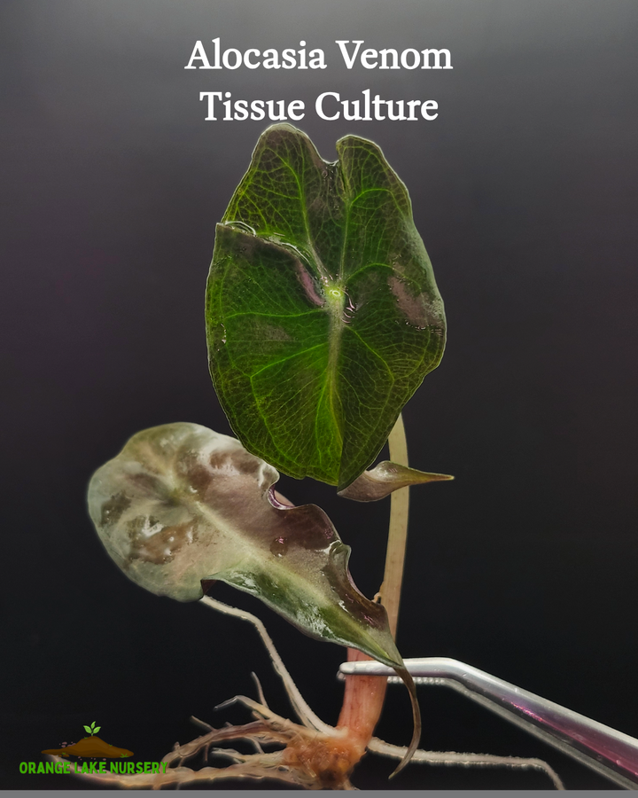 Alocasia Venom Tissue Culture