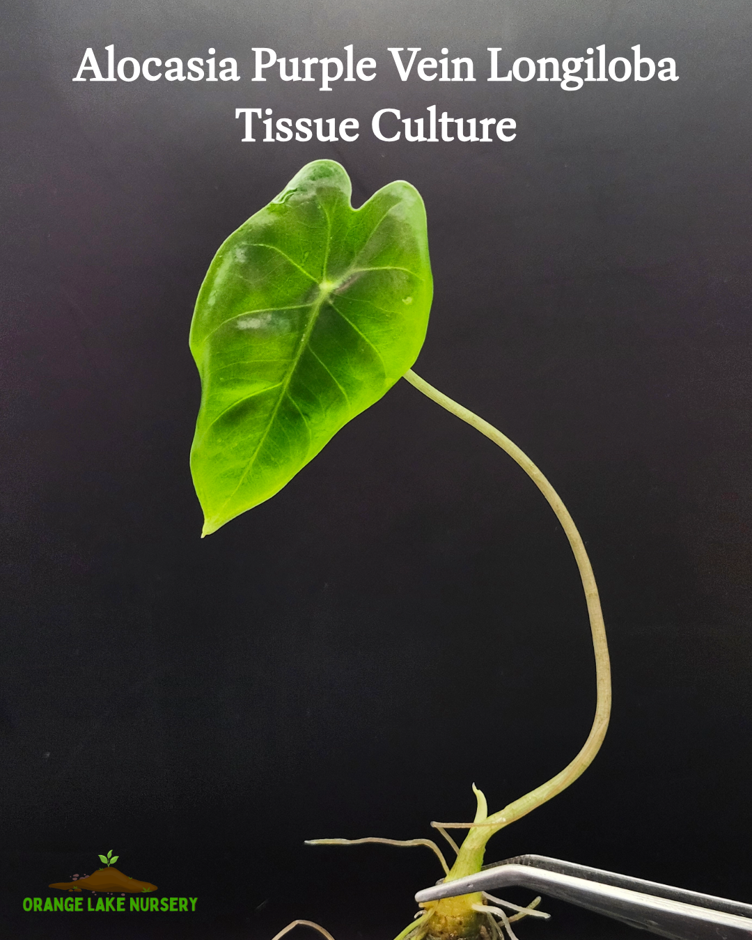 Alocasia Purple Vein Longiloba Tissue Culture