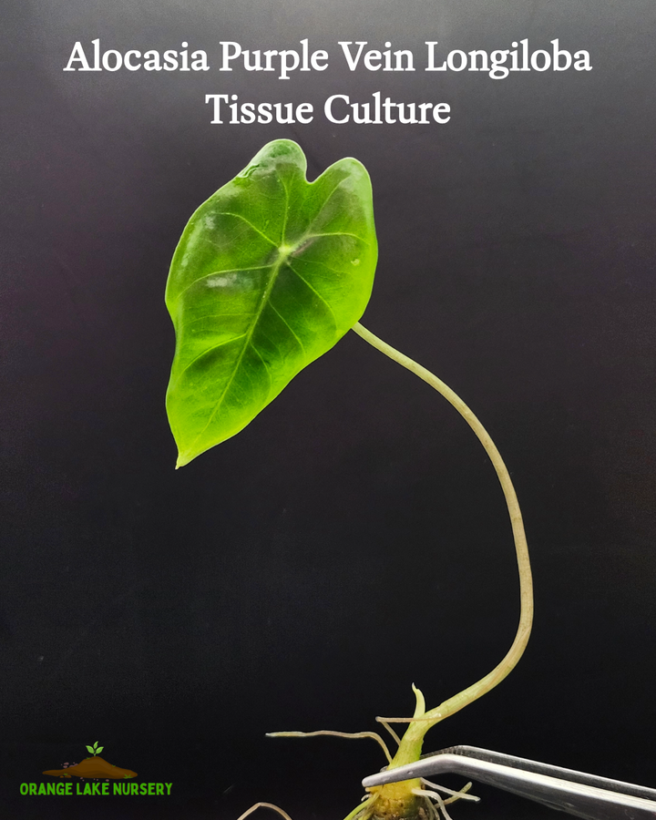 Alocasia Purple Vein Longiloba Tissue Culture