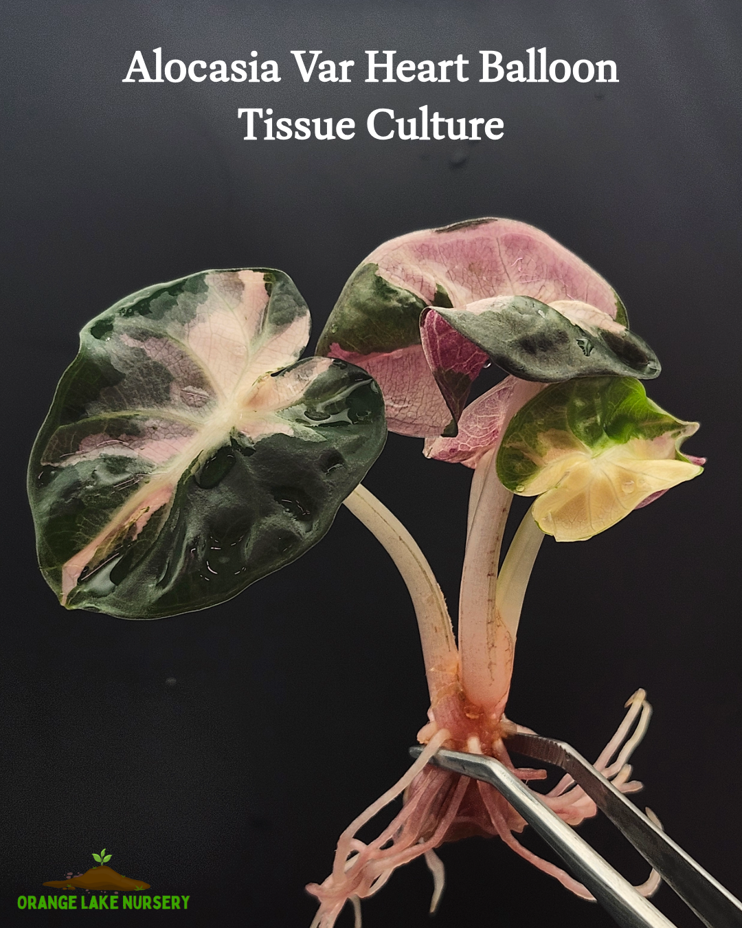 Alocasia Heart Balloon Variegated Tissue Culture