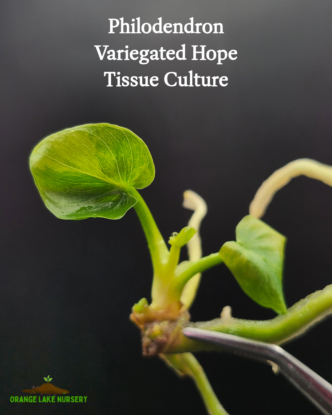 Philodendron Variegated Hope Tissue Culture