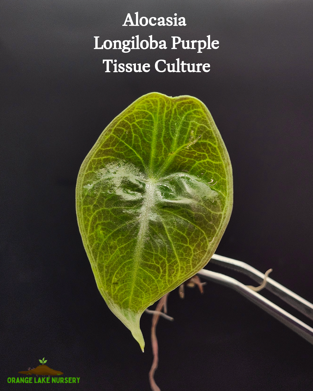 Alocasia Longiloba Purple Tissue Culture
