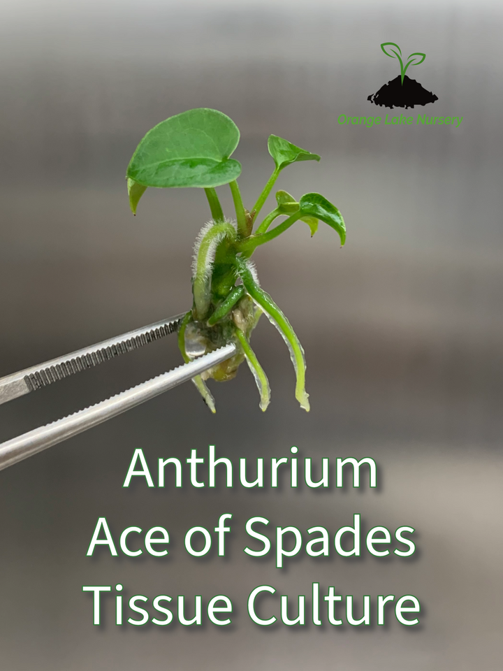 Anthurium Ace Of Spades Tissue Culture