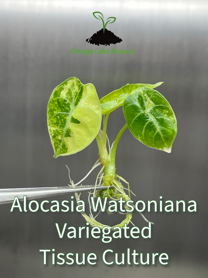 Alocasia Variegated Watsoniana Tissue Culture