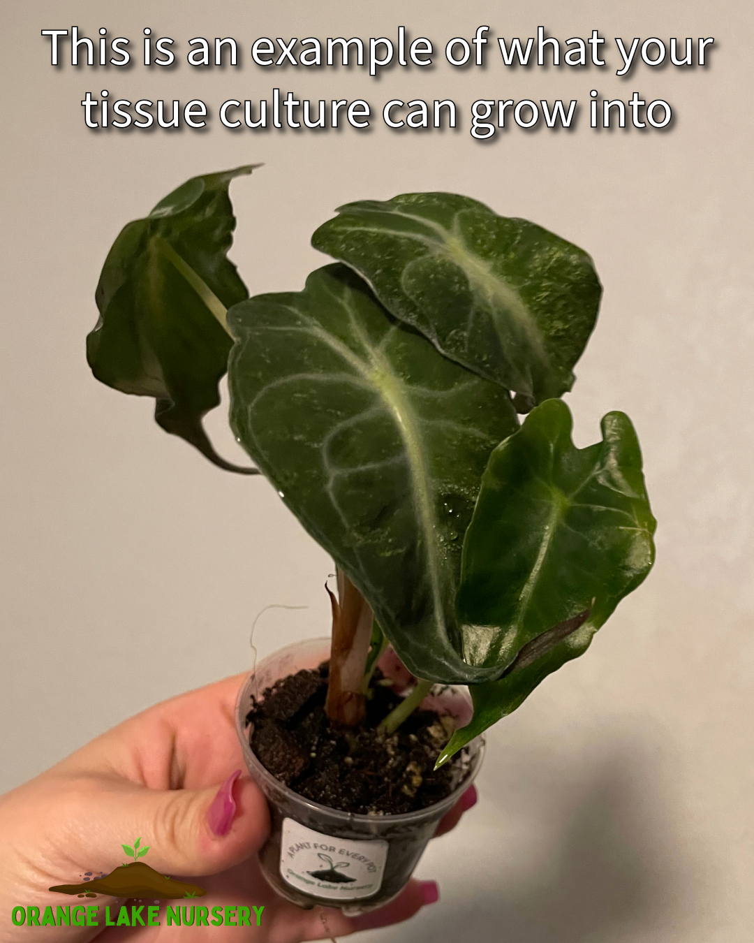 Alocasia Venom Tissue Culture
