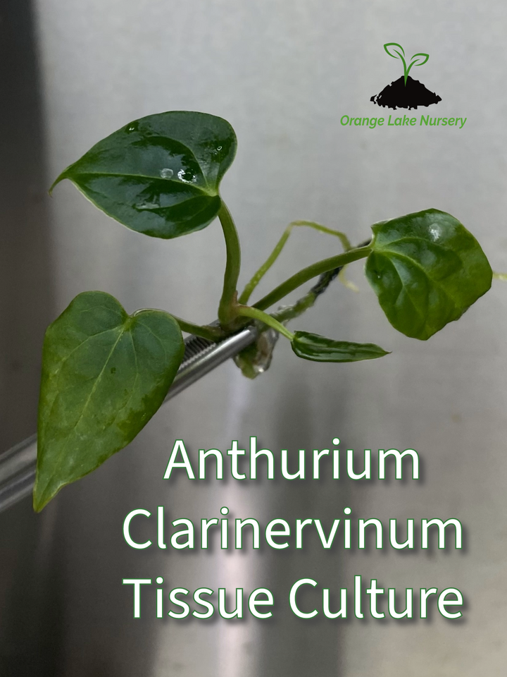 Anthurium Clarinervium Tissue Culture