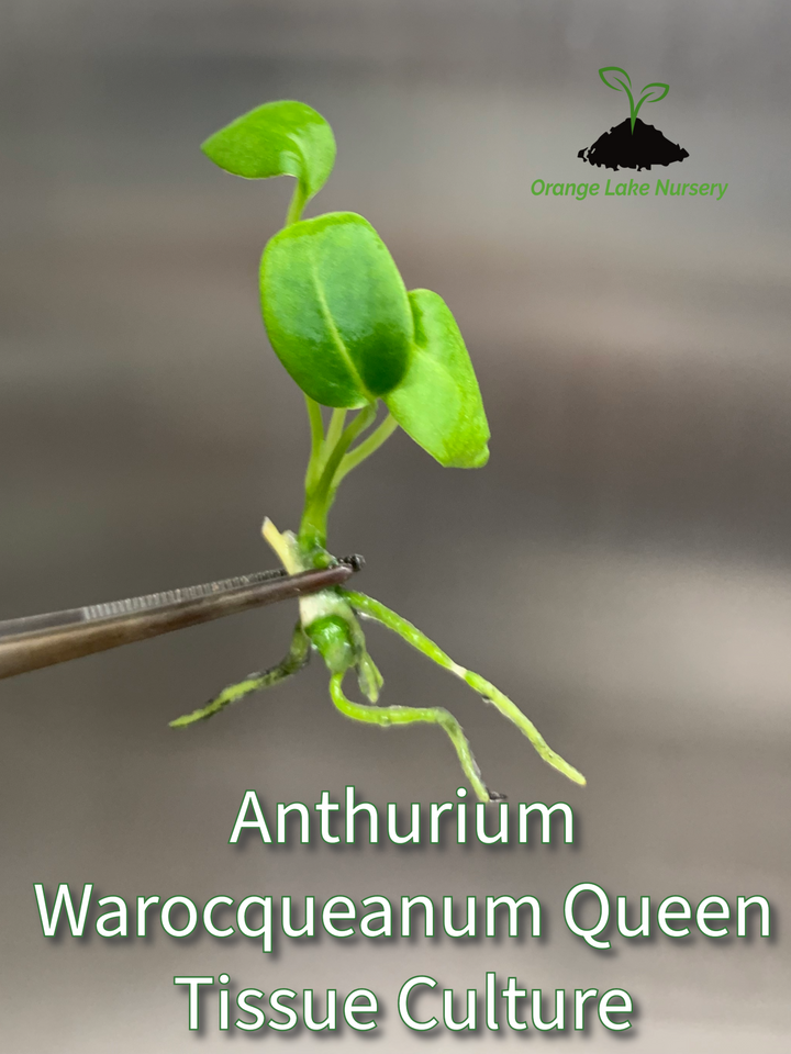 Anthurium Warocqueanum Queen Tissue Culture plant in close-up with green leaves.