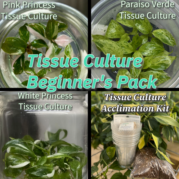 Beginner's Tissue Culture Pack