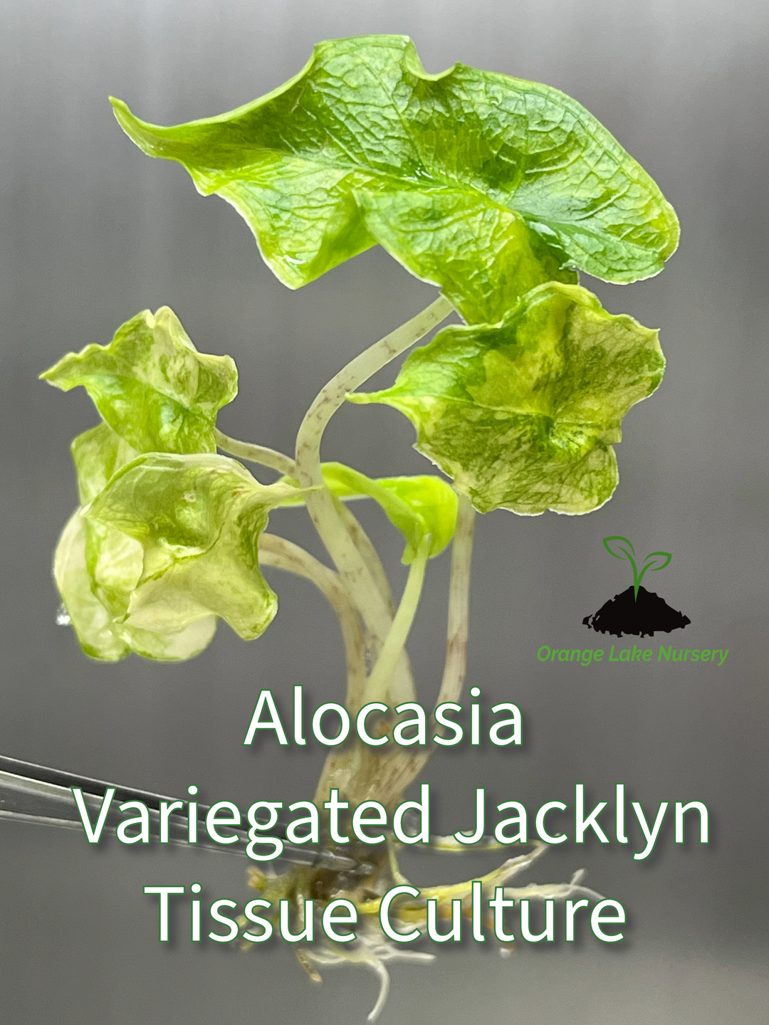 Alocasia Variegated Jacklyn Plantlet