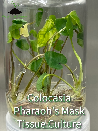 Colocasia Pharaoh's Mask Plantlets (5)