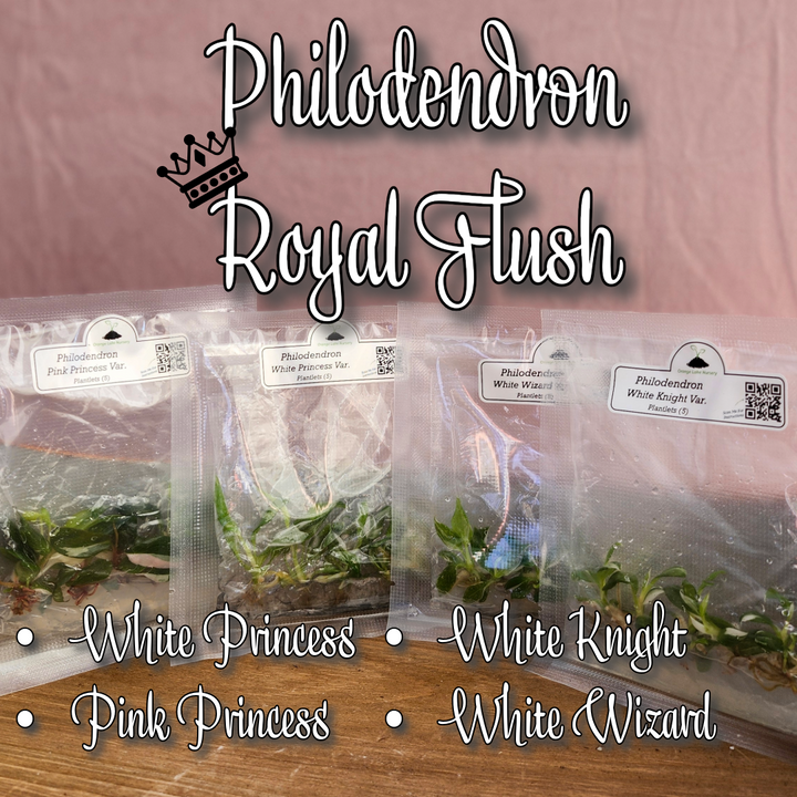 Philodendron Royal Flush Plantlets (4 Packs of 5)